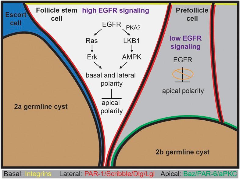 https://cdn.ncbi.nlm.nih.gov/pmc/blobs/5a8a/4298699/32f2c2484385/elife04437f008.jpg