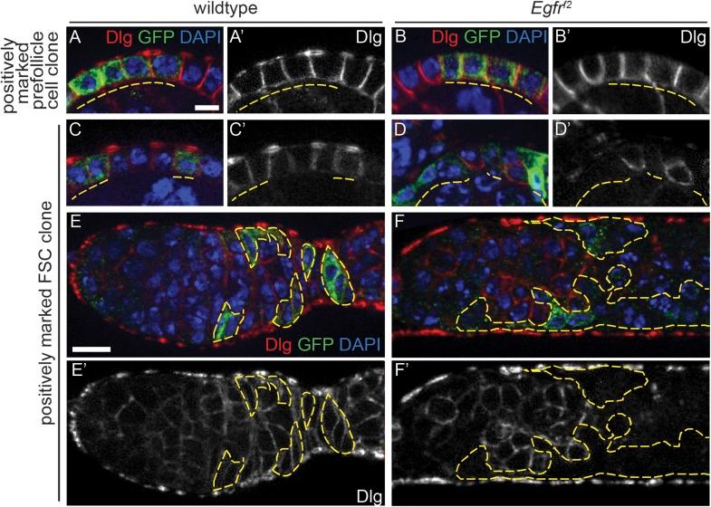 https://cdn.ncbi.nlm.nih.gov/pmc/blobs/5a8a/4298699/53fa82fefee3/elife04437fs004.jpg