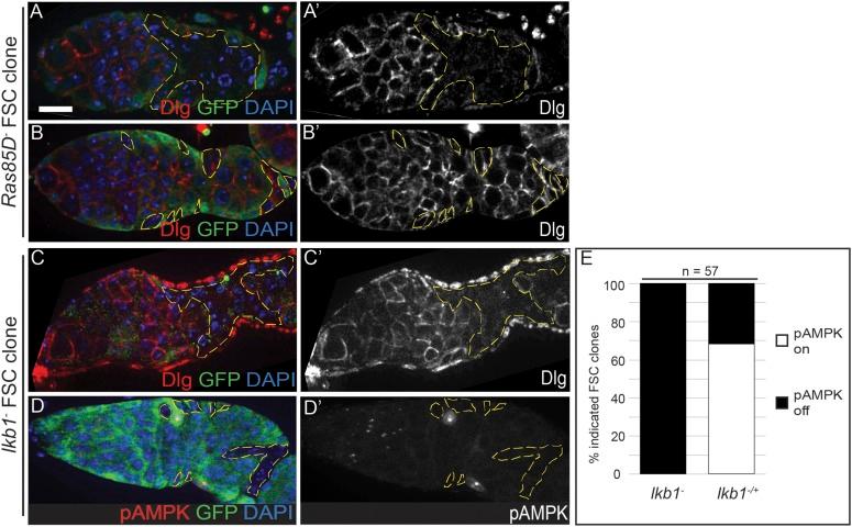https://cdn.ncbi.nlm.nih.gov/pmc/blobs/5a8a/4298699/a6f2b0fda4b1/elife04437fs009.jpg