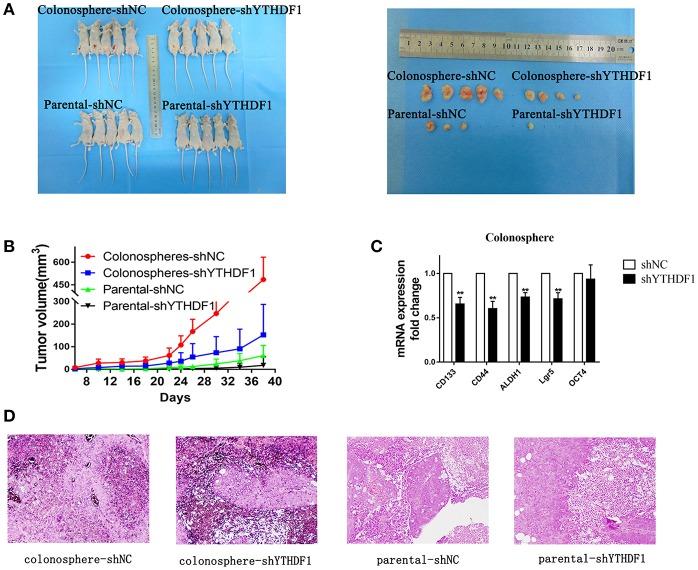 https://cdn.ncbi.nlm.nih.gov/pmc/blobs/5a8b/6509179/e69ac49f5f88/fonc-09-00332-g0006.jpg