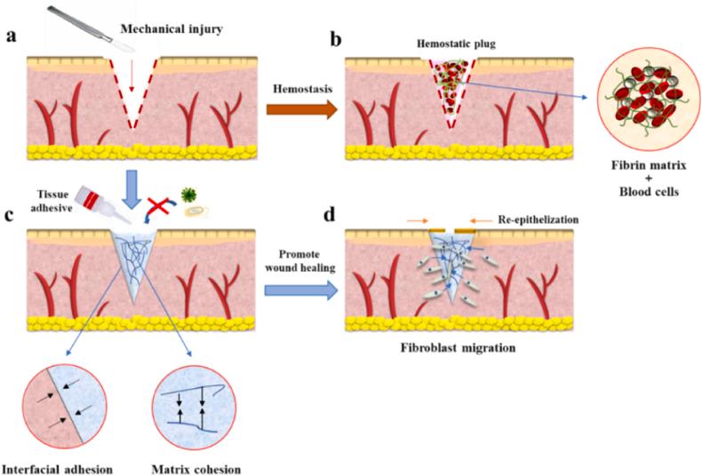 https://cdn.ncbi.nlm.nih.gov/pmc/blobs/5a8c/11179177/53cb256e3c1c/gr3.jpg