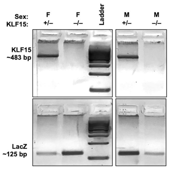 https://cdn.ncbi.nlm.nih.gov/pmc/blobs/5a8f/12389256/9206155b5ed9/pathogens-14-00823-g001.jpg