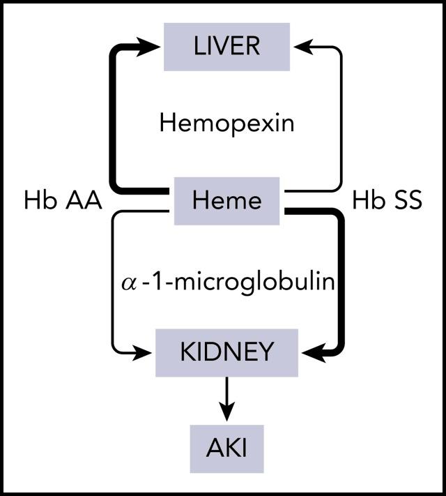 https://cdn.ncbi.nlm.nih.gov/pmc/blobs/5a93/7218735/83f7aa83bcfa/bloodBLD2019002653absf1.jpg