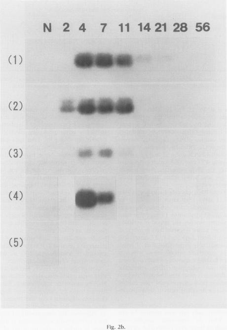 https://cdn.ncbi.nlm.nih.gov/pmc/blobs/5a95/2002436/a5ba8a31537e/ijexpath00024-0033-a.jpg
