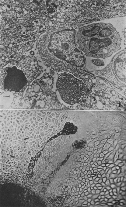 https://cdn.ncbi.nlm.nih.gov/pmc/blobs/5a95/223001/c1bfe07b0e8d/pnas00207-0061-a.jpg