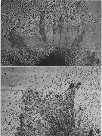https://cdn.ncbi.nlm.nih.gov/pmc/blobs/5a95/223001/dce4967e0d37/pnas00207-0062-a.jpg