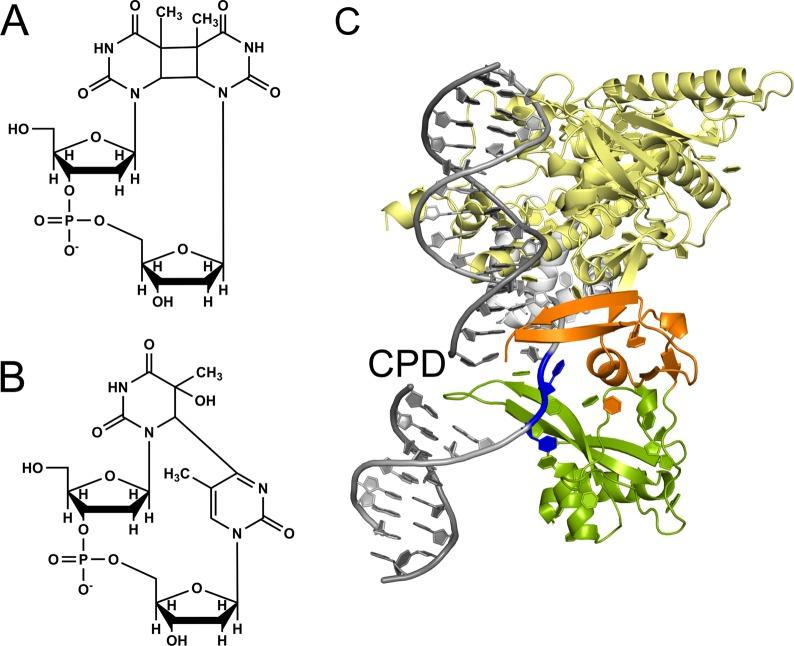 https://cdn.ncbi.nlm.nih.gov/pmc/blobs/5a96/5569670/9150c6eda771/tx-2017-00128y_0001.jpg