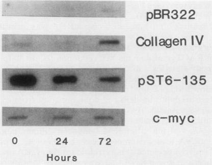 https://cdn.ncbi.nlm.nih.gov/pmc/blobs/5a98/367541/358959d75f3a/molcellb00086-0184-b.jpg