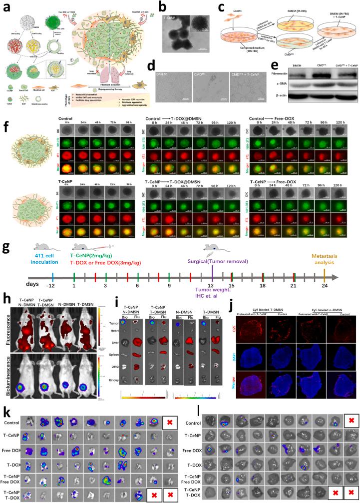 https://cdn.ncbi.nlm.nih.gov/pmc/blobs/5a9b/9792706/4630aee83378/gr3.jpg