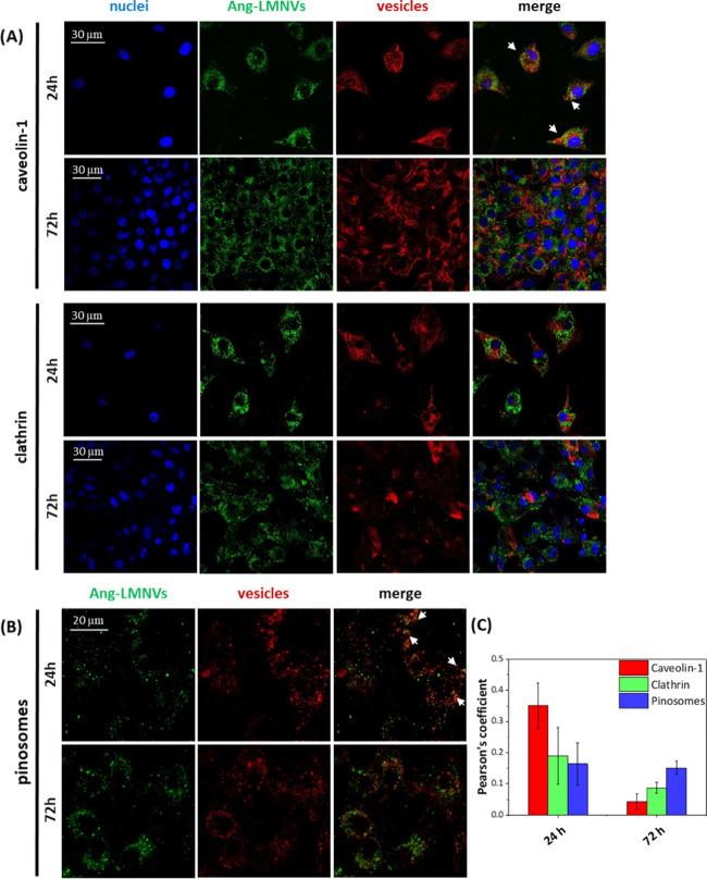 https://cdn.ncbi.nlm.nih.gov/pmc/blobs/5a9c/7347249/a116b1e56a7f/am0c05556_0009.jpg