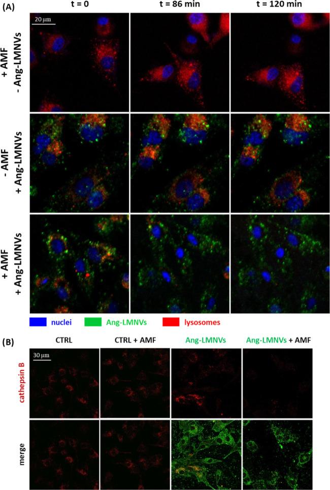 https://cdn.ncbi.nlm.nih.gov/pmc/blobs/5a9c/7347249/b36e26fb6b41/am0c05556_0012.jpg