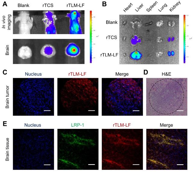 https://cdn.ncbi.nlm.nih.gov/pmc/blobs/5a9d/5596438/7b4c9be58e6a/thnov07p3489g006.jpg