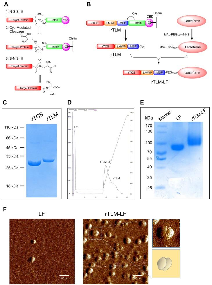 https://cdn.ncbi.nlm.nih.gov/pmc/blobs/5a9d/5596438/7c4ad7232714/thnov07p3489g002.jpg