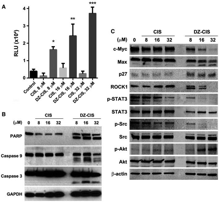 https://cdn.ncbi.nlm.nih.gov/pmc/blobs/5aa3/6618854/4bdd5252a778/CNCR-125-2222-g004.jpg