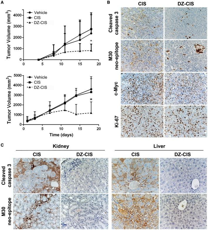 https://cdn.ncbi.nlm.nih.gov/pmc/blobs/5aa3/6618854/8ed319ad753e/CNCR-125-2222-g005.jpg