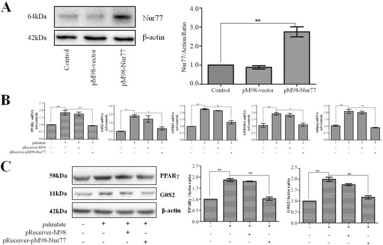 https://cdn.ncbi.nlm.nih.gov/pmc/blobs/5aa7/5859288/b2dc5f844359/41598_2018_23141_Fig3_HTML.jpg