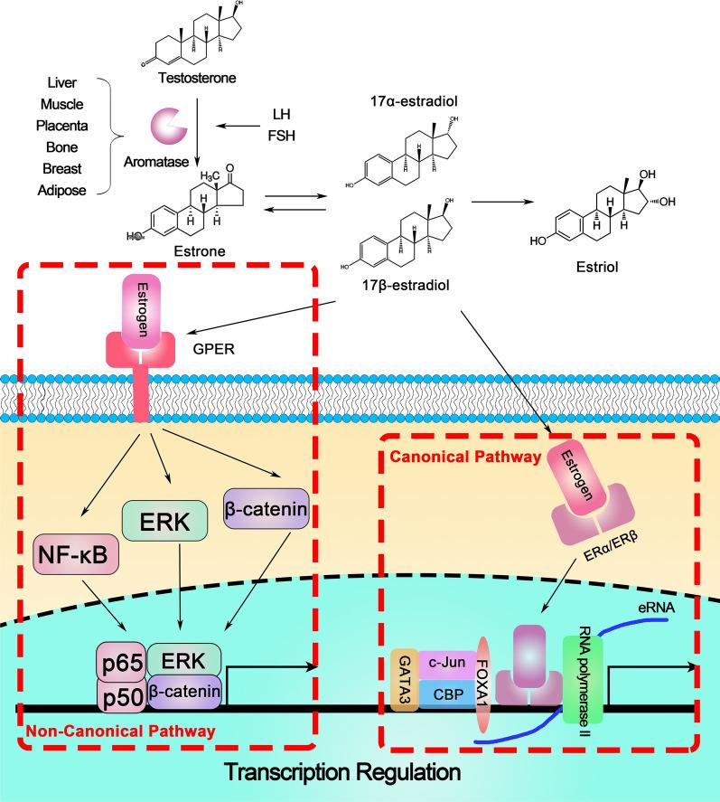 https://cdn.ncbi.nlm.nih.gov/pmc/blobs/5aa7/8182917/c713472b9622/12935_2021_2003_Fig1_HTML.jpg