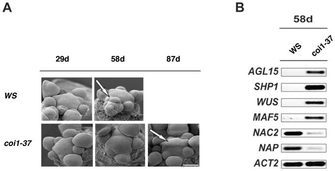 https://cdn.ncbi.nlm.nih.gov/pmc/blobs/5aab/3613422/e1778dff098d/pone.0060505.g003.jpg
