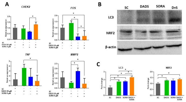 https://cdn.ncbi.nlm.nih.gov/pmc/blobs/5aac/9788602/481c9c6e7b19/pharmaceutics-14-02582-g008.jpg