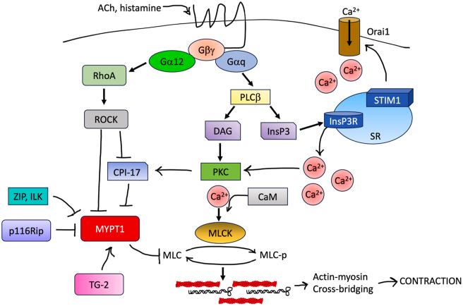 https://cdn.ncbi.nlm.nih.gov/pmc/blobs/5aad/11721269/ecc394481b53/gr3.jpg