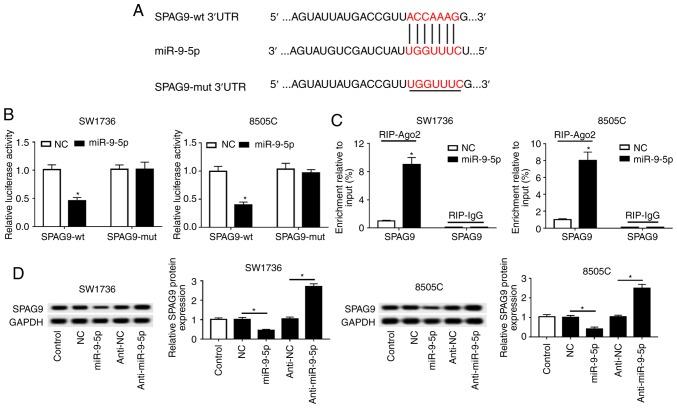 https://cdn.ncbi.nlm.nih.gov/pmc/blobs/5aae/6776185/9da91759392d/IJO-55-05-0988-g09.jpg