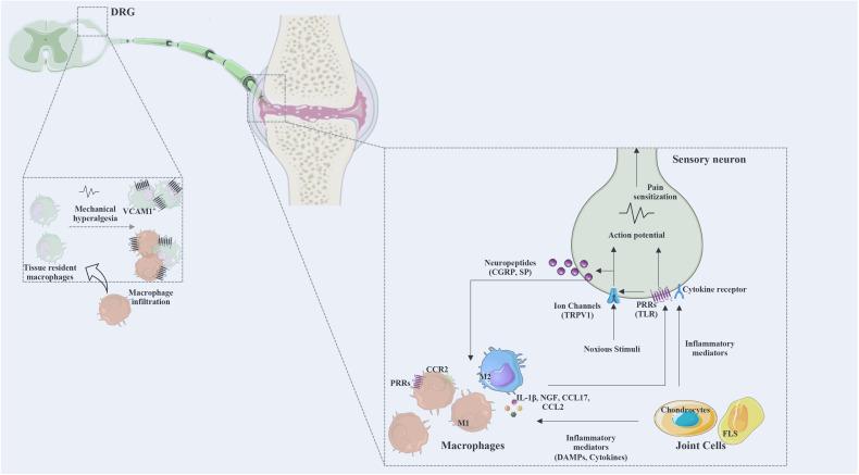 https://cdn.ncbi.nlm.nih.gov/pmc/blobs/5aae/8959978/b0eacfe64a9b/fimmu-13-812962-g003.jpg