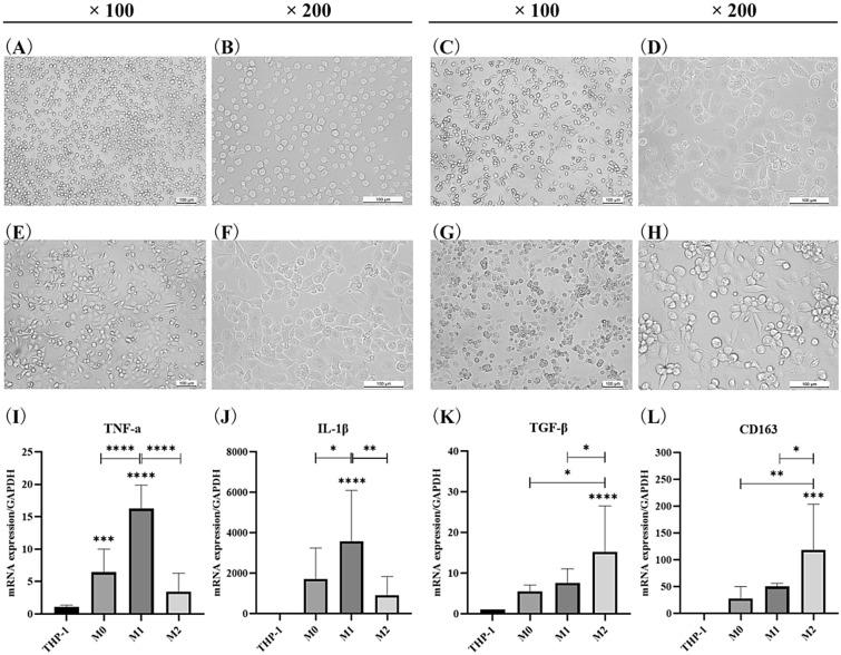 https://cdn.ncbi.nlm.nih.gov/pmc/blobs/5ab2/11225336/16e484a265c6/40001_2024_1897_Fig5_HTML.jpg