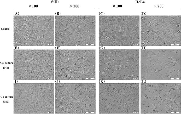 https://cdn.ncbi.nlm.nih.gov/pmc/blobs/5ab2/11225336/71644b8016a5/40001_2024_1897_Fig6_HTML.jpg