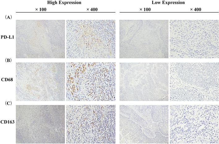 https://cdn.ncbi.nlm.nih.gov/pmc/blobs/5ab2/11225336/a037888975ed/40001_2024_1897_Fig1_HTML.jpg