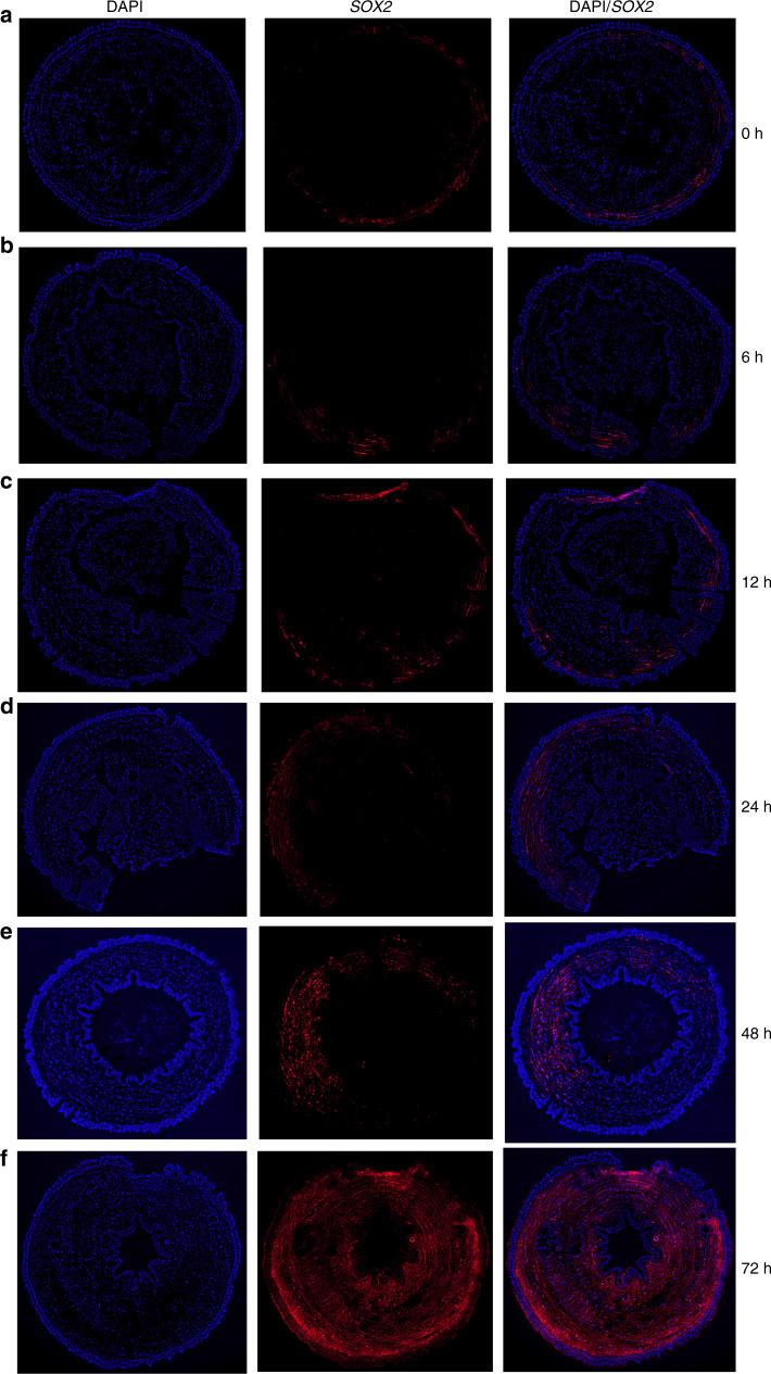 https://cdn.ncbi.nlm.nih.gov/pmc/blobs/5ab5/7253469/41adf61070a0/41467_2020_16454_Fig7_HTML.jpg