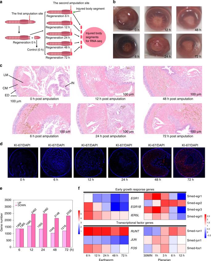 https://cdn.ncbi.nlm.nih.gov/pmc/blobs/5ab5/7253469/b5545e75167e/41467_2020_16454_Fig2_HTML.jpg