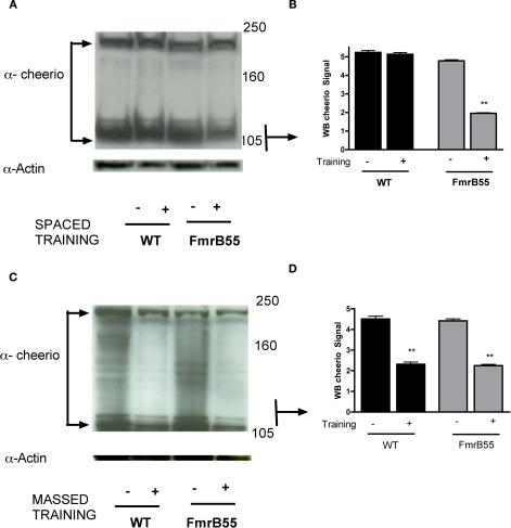 https://cdn.ncbi.nlm.nih.gov/pmc/blobs/5abb/2813723/a903bdcc0de4/fncir-03-022-g004.jpg