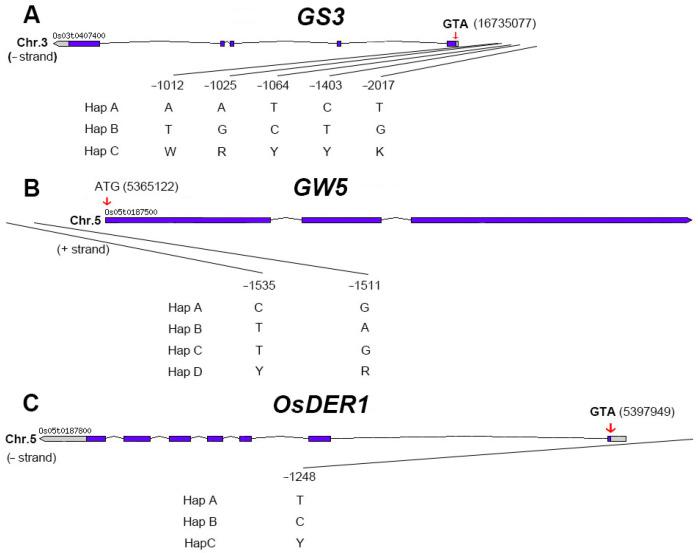 https://cdn.ncbi.nlm.nih.gov/pmc/blobs/5abe/8835367/21264eb559e2/ijms-23-01065-g007.jpg