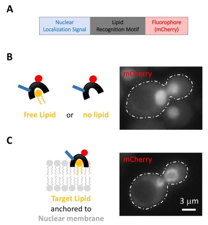 https://cdn.ncbi.nlm.nih.gov/pmc/blobs/5ac0/8657548/62f6f711bdbe/ijms-22-12930-g003.jpg