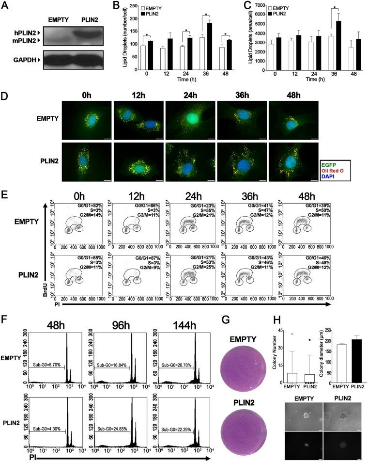 https://cdn.ncbi.nlm.nih.gov/pmc/blobs/5ac1/6469922/4bf9a768dd11/MCB.00374-18-f0007.jpg