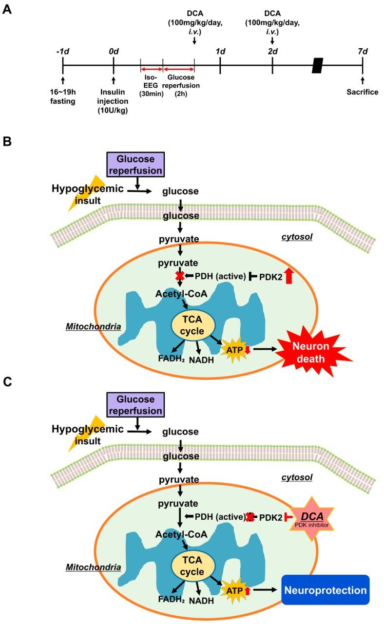 https://cdn.ncbi.nlm.nih.gov/pmc/blobs/5ac2/6562710/2c697e4932ef/cells-08-00405-g006.jpg