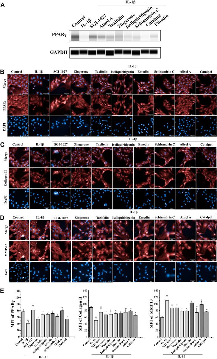 https://cdn.ncbi.nlm.nih.gov/pmc/blobs/5ac2/9727303/28b652387357/fphar-13-993498-g004.jpg
