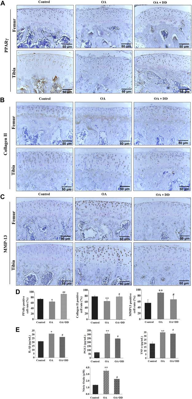 https://cdn.ncbi.nlm.nih.gov/pmc/blobs/5ac2/9727303/31f0f0293143/fphar-13-993498-g002.jpg