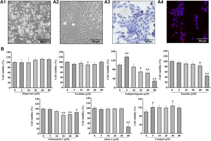https://cdn.ncbi.nlm.nih.gov/pmc/blobs/5ac2/9727303/398cecead403/fphar-13-993498-g003.jpg