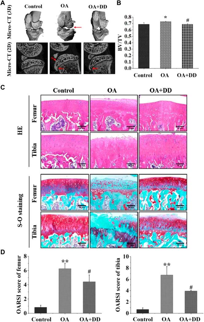 https://cdn.ncbi.nlm.nih.gov/pmc/blobs/5ac2/9727303/60820eda9b82/fphar-13-993498-g001.jpg