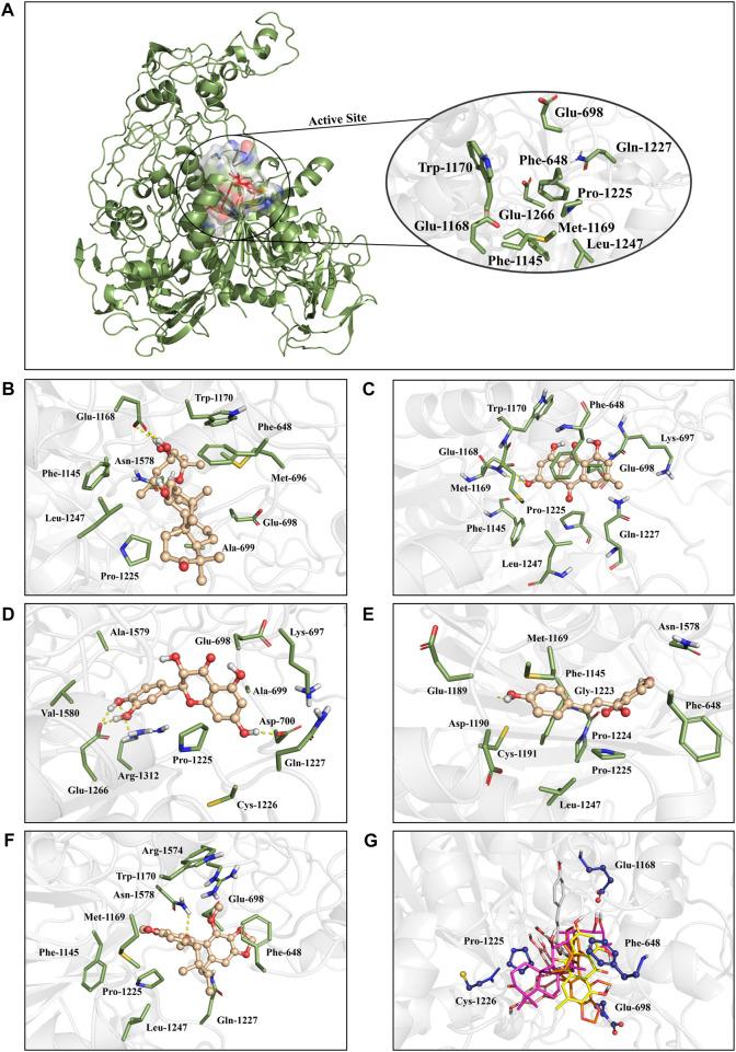 https://cdn.ncbi.nlm.nih.gov/pmc/blobs/5ac2/9727303/eba6b228e644/fphar-13-993498-g009.jpg
