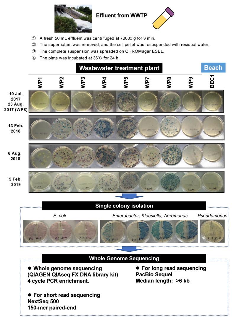 https://cdn.ncbi.nlm.nih.gov/pmc/blobs/5ac9/9598598/2b058dac142d/antibiotics-11-01283-g001.jpg