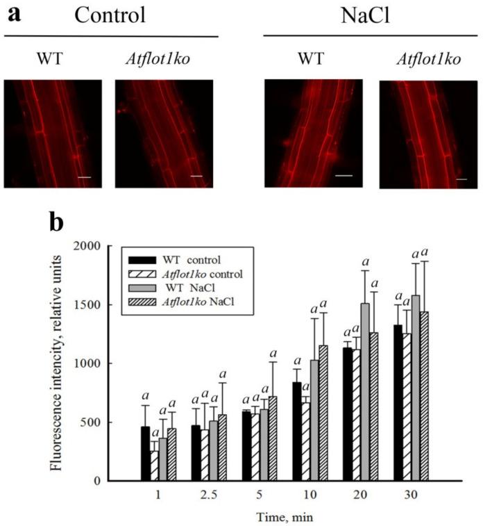 https://cdn.ncbi.nlm.nih.gov/pmc/blobs/5ac9/9861627/822c3fa97981/ijms-24-01251-g005.jpg