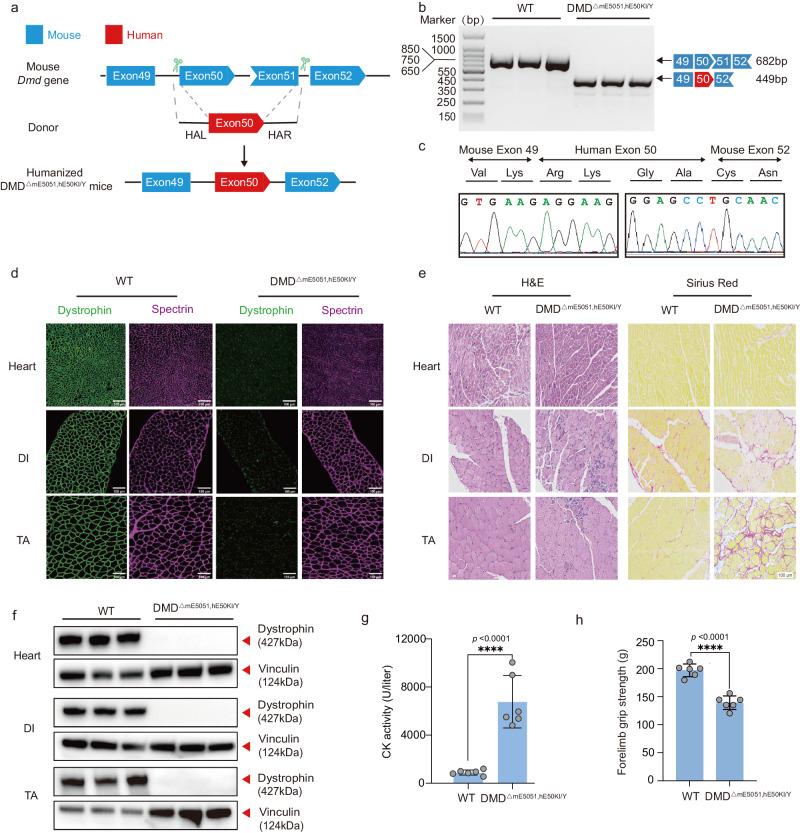 https://cdn.ncbi.nlm.nih.gov/pmc/blobs/5acc/11251194/88017dffd512/41467_2024_50340_Fig1_HTML.jpg