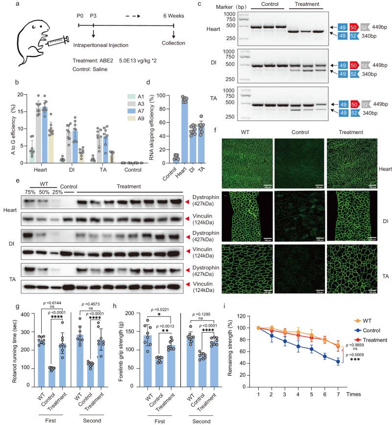 https://cdn.ncbi.nlm.nih.gov/pmc/blobs/5acc/11251194/88d2f8de37de/41467_2024_50340_Fig4_HTML.jpg