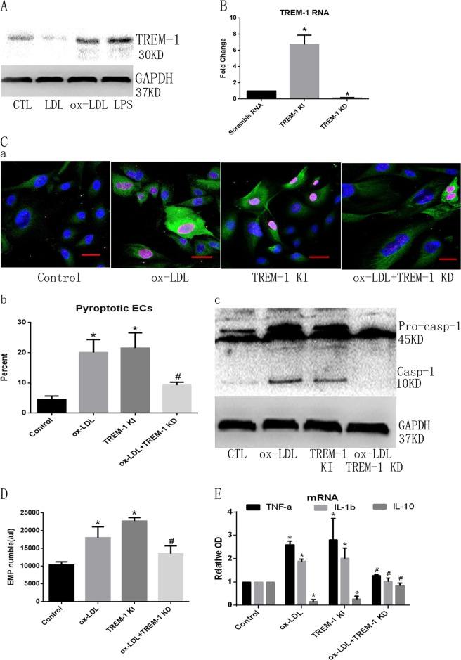 https://cdn.ncbi.nlm.nih.gov/pmc/blobs/5acc/6461678/9fa748248b13/41420_2019_168_Fig2_HTML.jpg