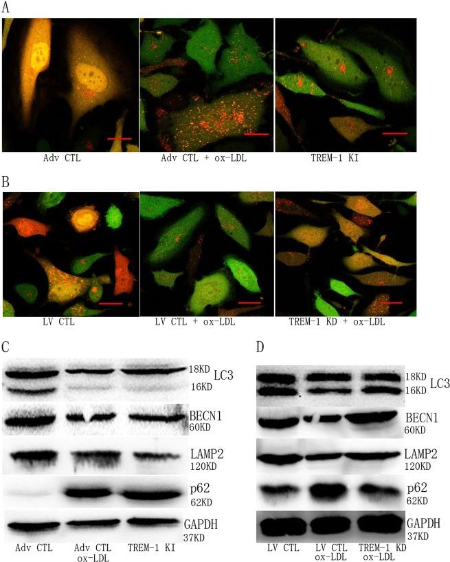 https://cdn.ncbi.nlm.nih.gov/pmc/blobs/5acc/6461678/a45120b55883/41420_2019_168_Fig4_HTML.jpg