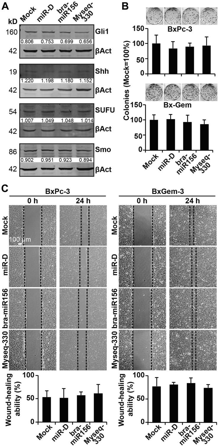 https://cdn.ncbi.nlm.nih.gov/pmc/blobs/5acc/7147085/2286c1147dbb/oncotarget-11-1203-g006.jpg