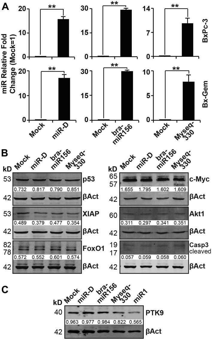 https://cdn.ncbi.nlm.nih.gov/pmc/blobs/5acc/7147085/dfb527ed1f0d/oncotarget-11-1203-g003.jpg