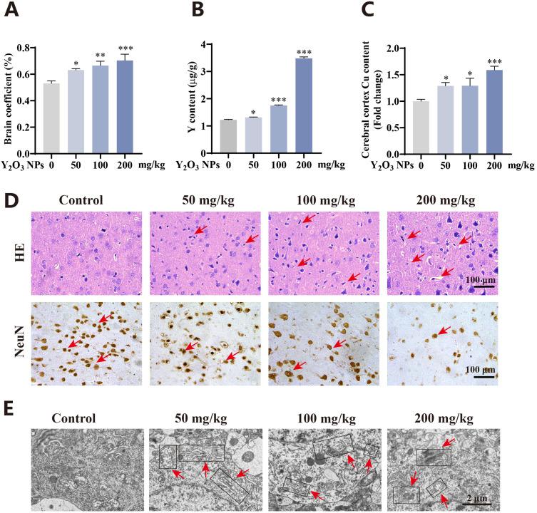 https://cdn.ncbi.nlm.nih.gov/pmc/blobs/5acf/12066367/30b01e46445f/IJN-20-5799-g0004.jpg